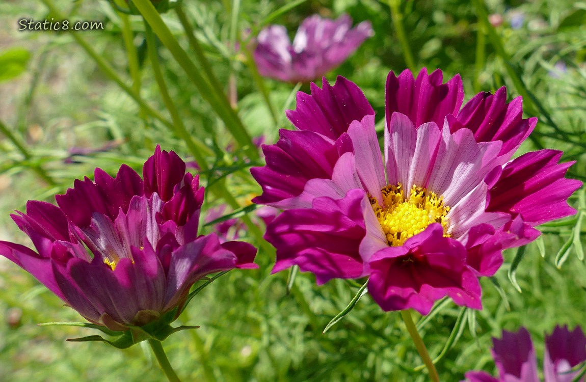 Dark pink Cosmos blooms
