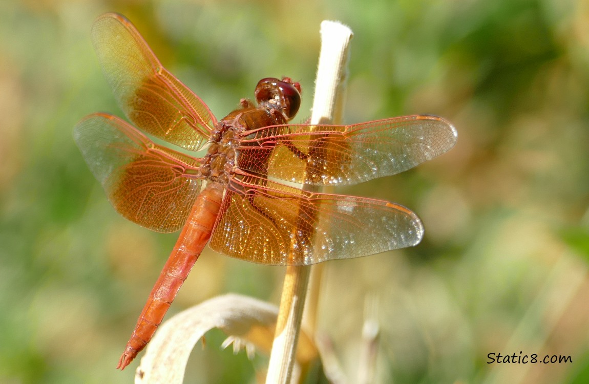 Red dragonfly standing on a twig