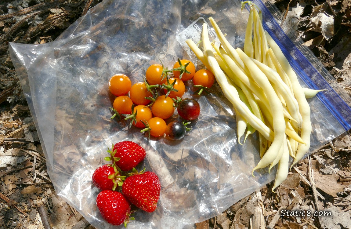 Harvested veggies laying on ziplock on the ground
