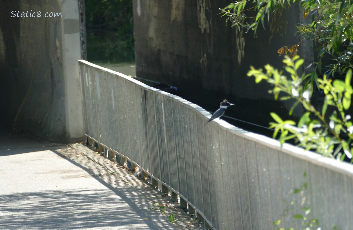 Bird standing on a railing next to a path