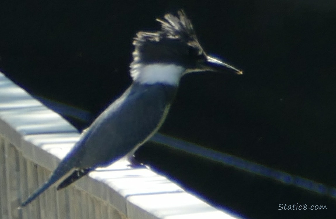 Close up of a Kingfisher standing on a railing, black shadown in the background