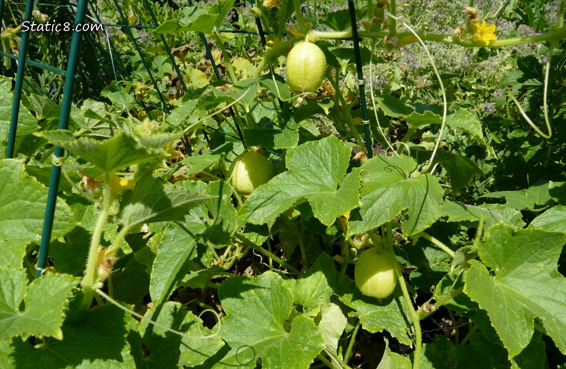 Lemon Cucumber fruits and plants growing on a wire trellis