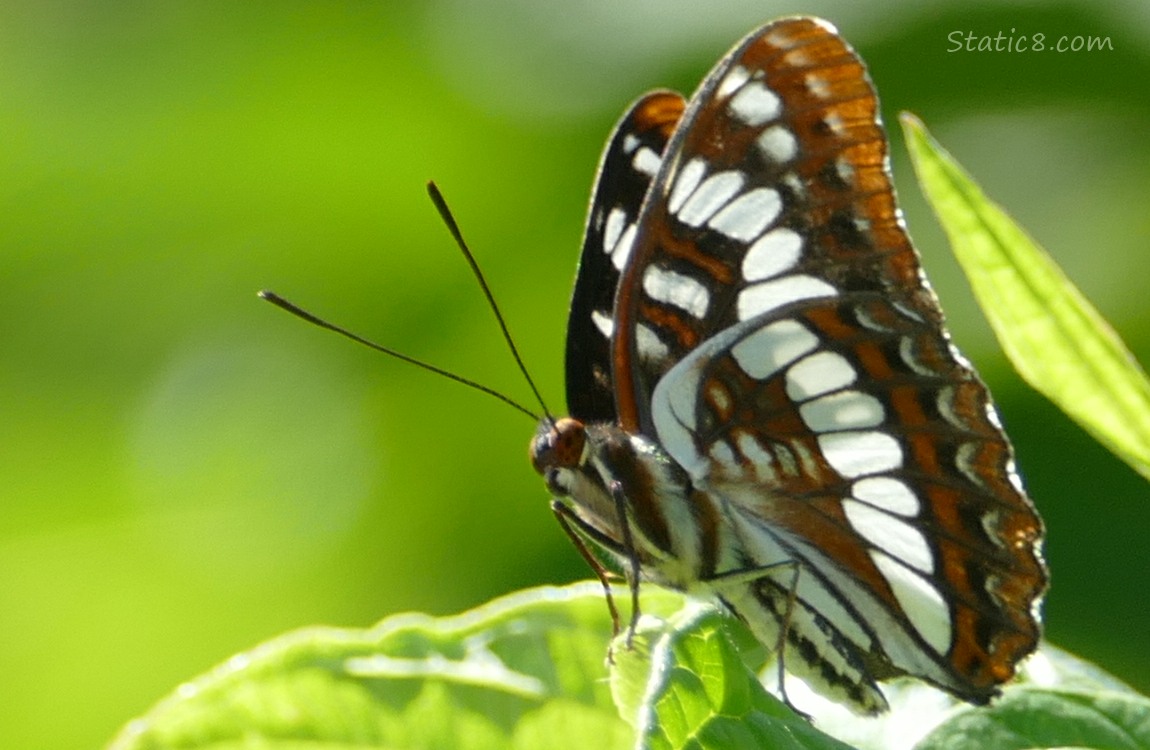 Close up of a Lorquin Admiral butterfly standing on a green leaf