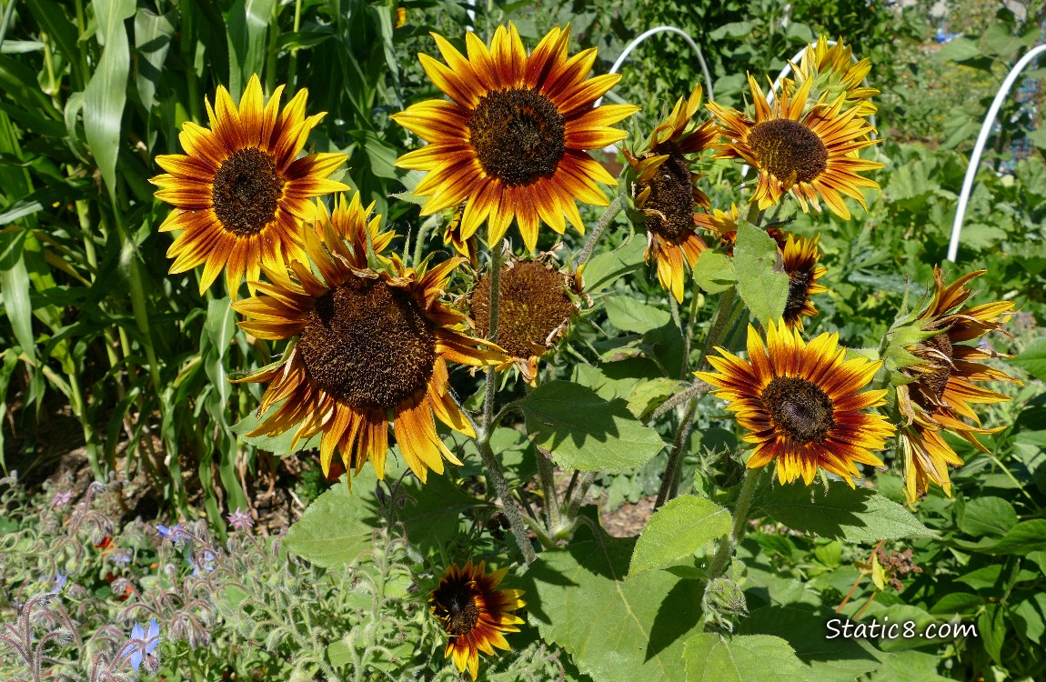 Sunflower blooms in a garden