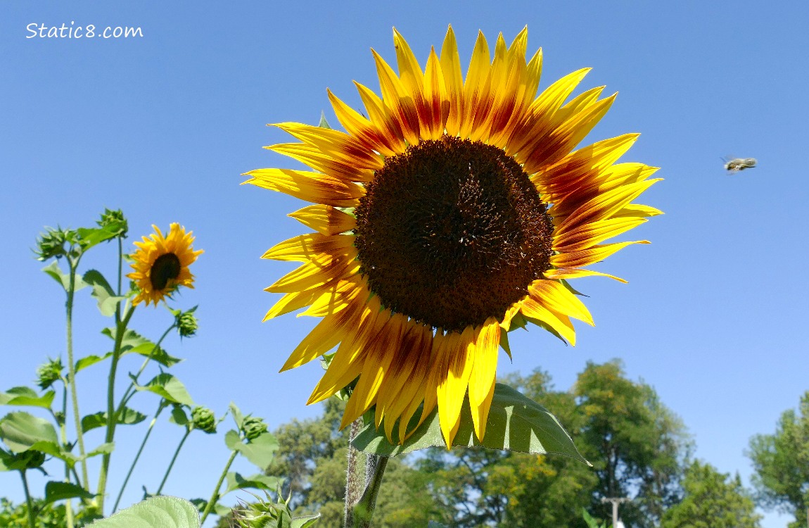 Sunflower blooms against the blue sky