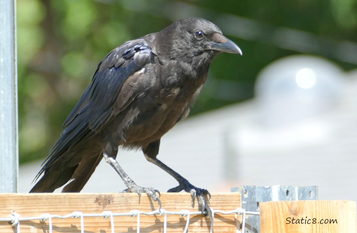 Crow standing on a wood fence