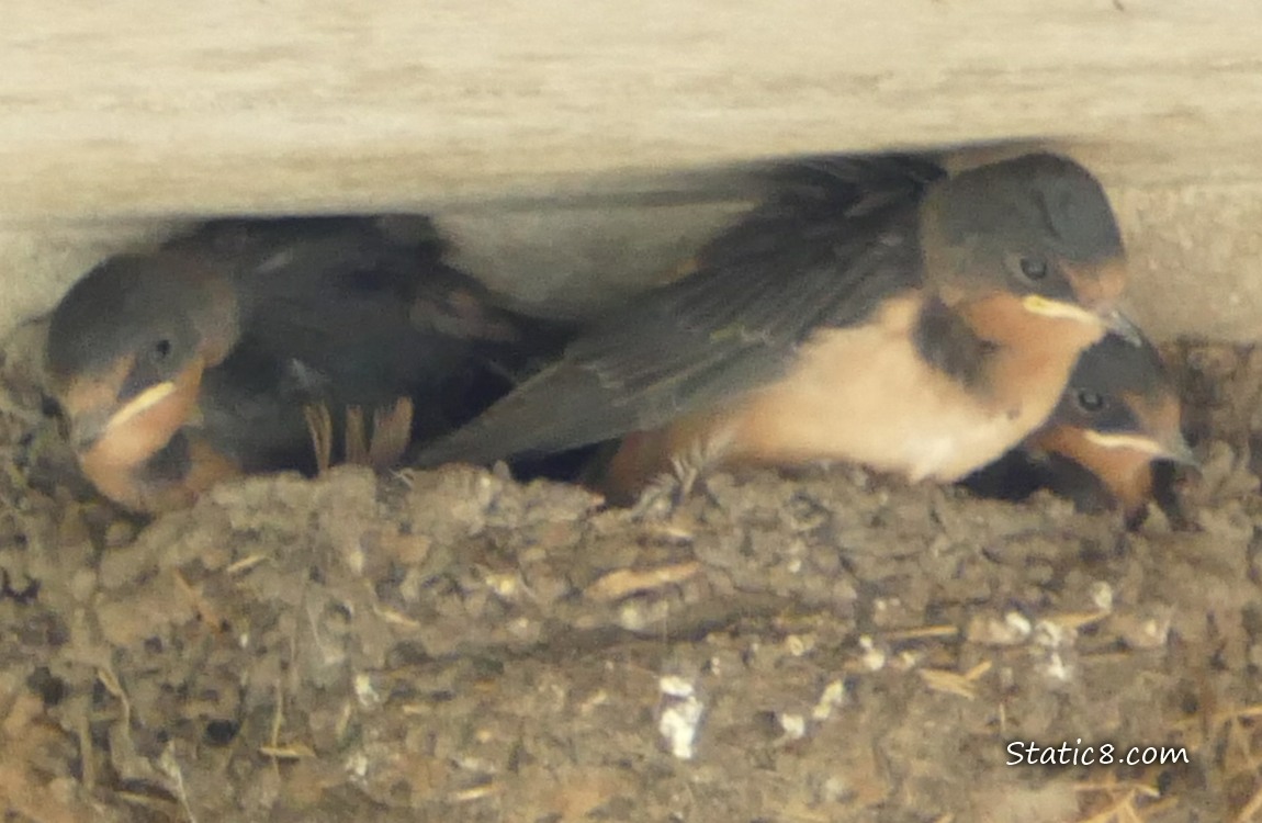 Three Barn Swallow babies in the nest