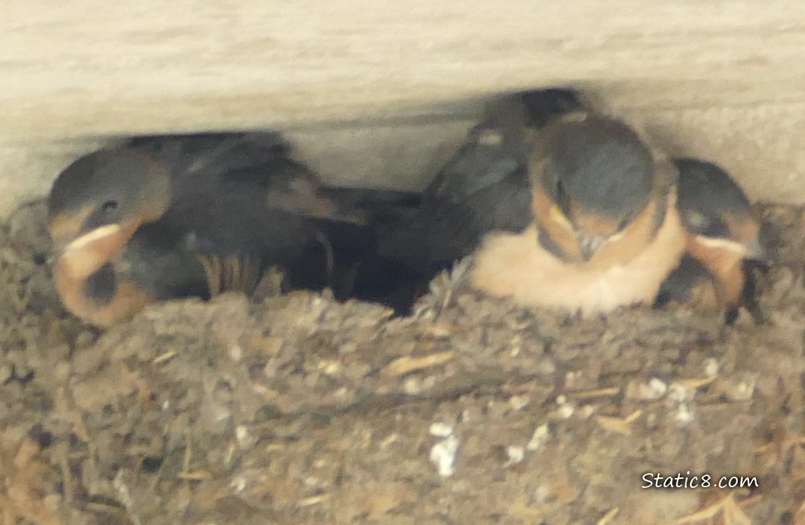 Three Barn Swallow babies in the nest
