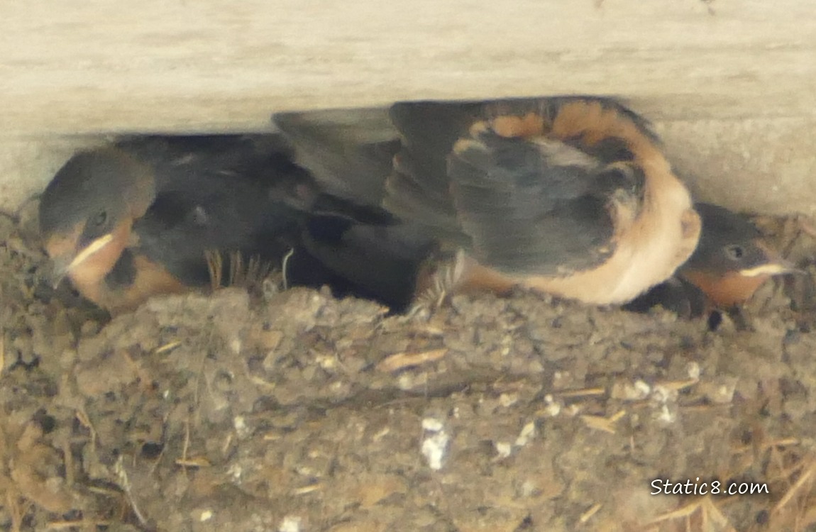 Three Barn Swallow babies in the nest, one scratching an itch