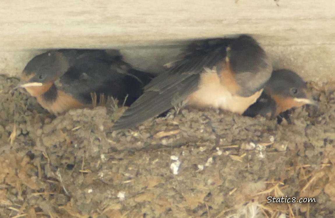 Three Barn Swallow babies in the nest, one scratching an itch