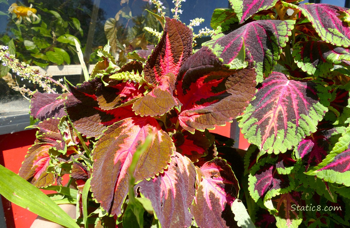 Coleus plants with red and green leaves
