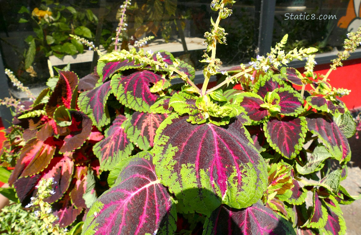 Coleus plants with red and green leaves