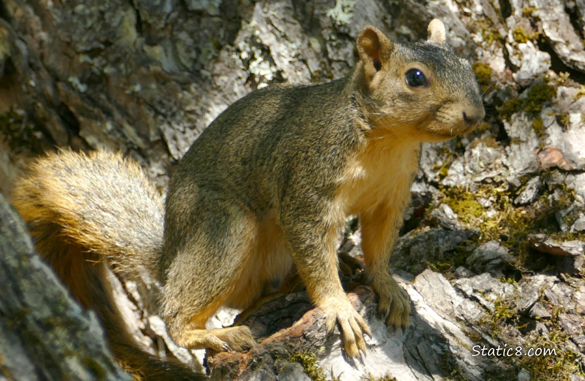 Squirrel stanging in the crook of a tree