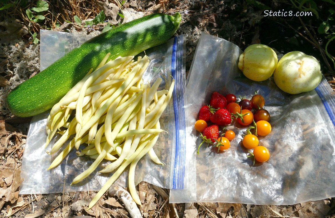 Harvested veggies laying on ziplocks on the ground