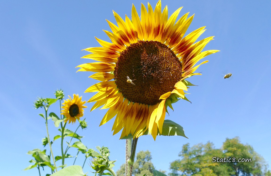 Sunflower blooms with blue sky behind