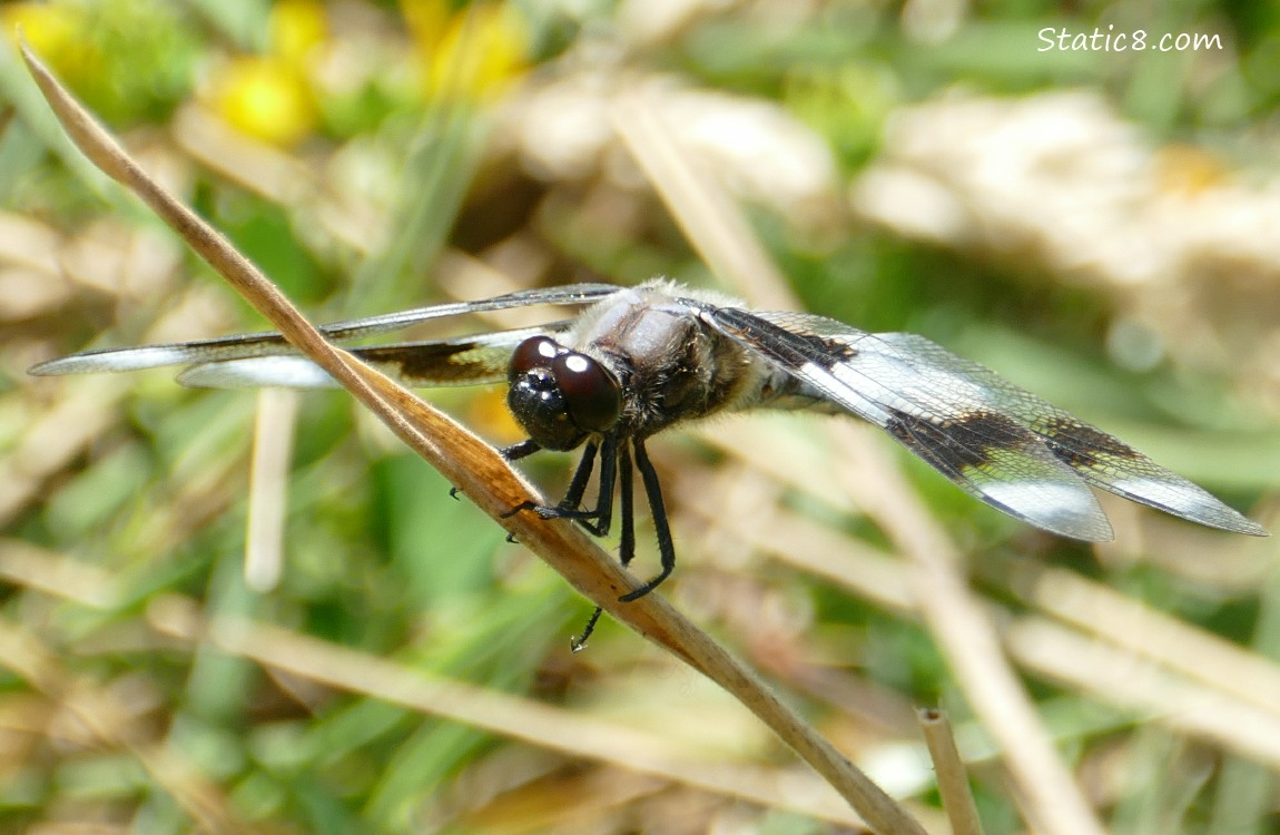 Dragonfly standing on a twig