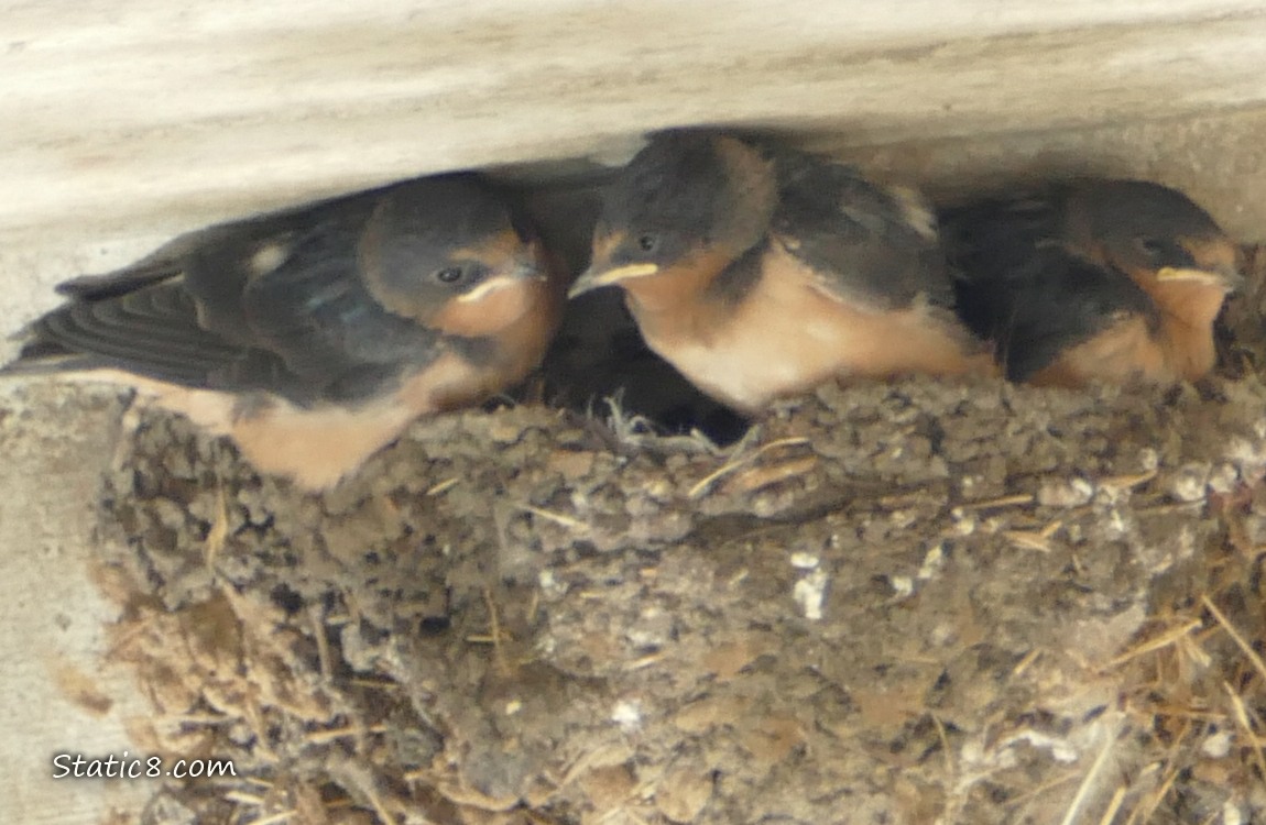 Three Barn Swallow babies in the nest