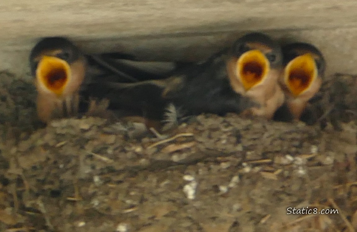Three Barn Swallow babies in the nest, begging for food
