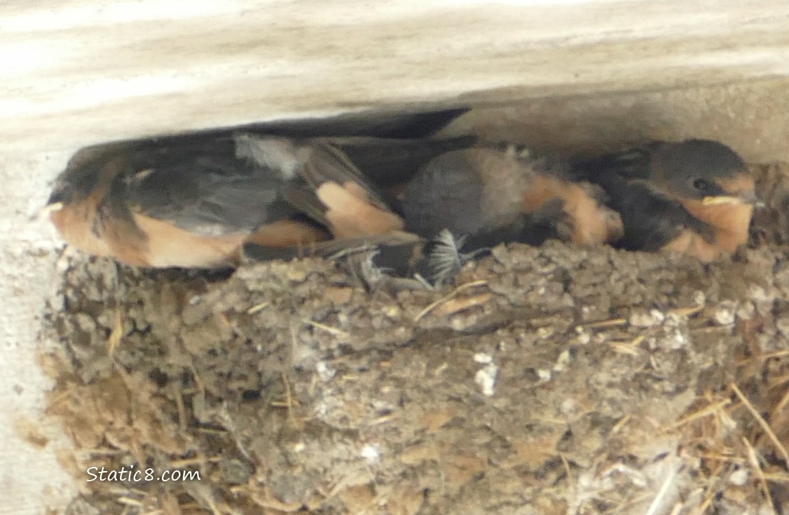 Three Barn Swallow babies in the nest, middle one is not facing out