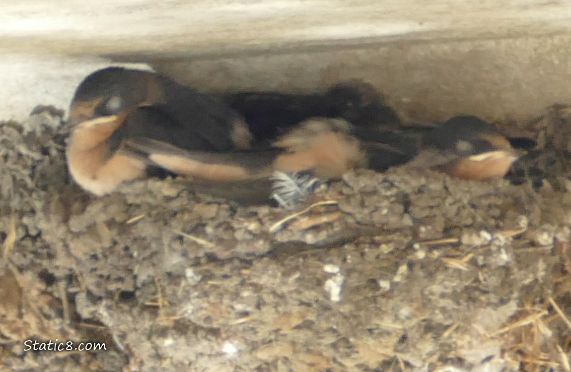Three Barn Swallow babies in the nest, middle one is not facing out