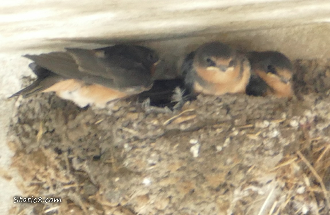Three Barn Swallow babies in the nest