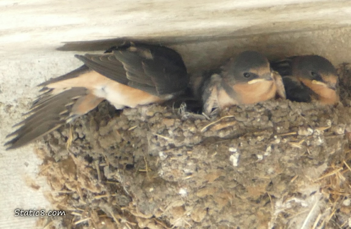 Three Barn Swallow babies in the nest, one stretches their wing
