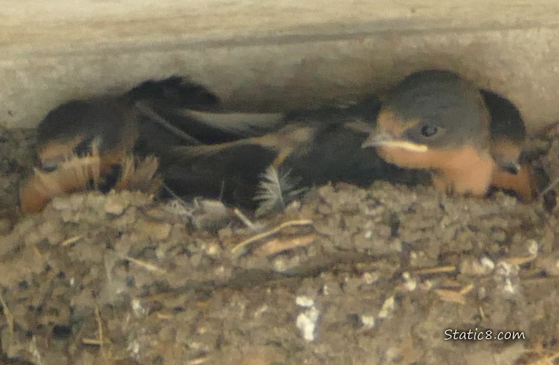 Three Barn Swallow babies in the nest