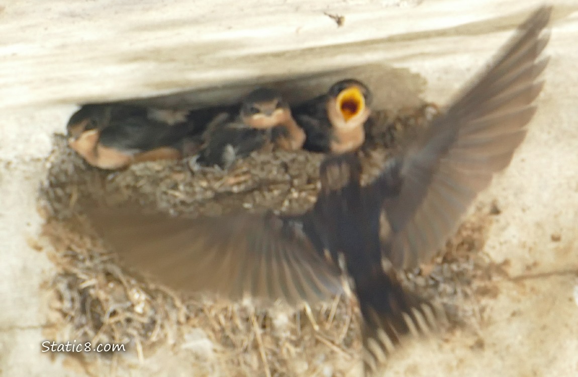 Barn Swallow parent flying to the nest, one of three babies has mouth open
