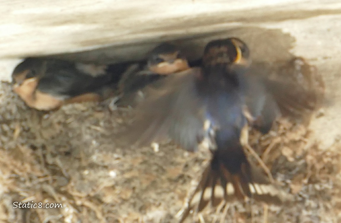 Barn Swallow parent feeding one of the babies in the nest