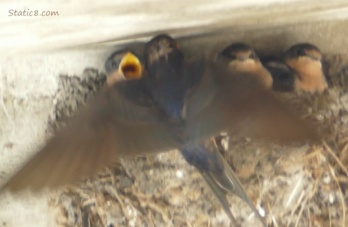 Barn Swallow parent flying to the nest to feed a baby