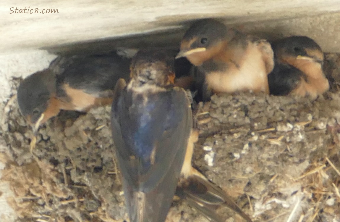 Barn Swallow parent standing at the edge of the nest, three babies looking around
