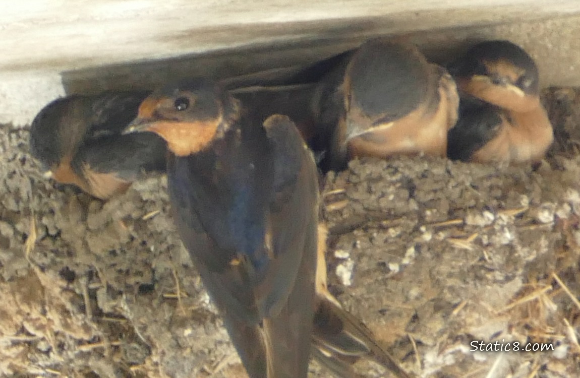 Barn Swallow parent standing at the edge of the nest, looking back