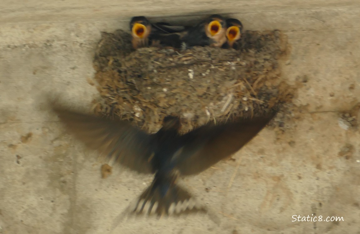 Barn Swallow parent flying up to the nest