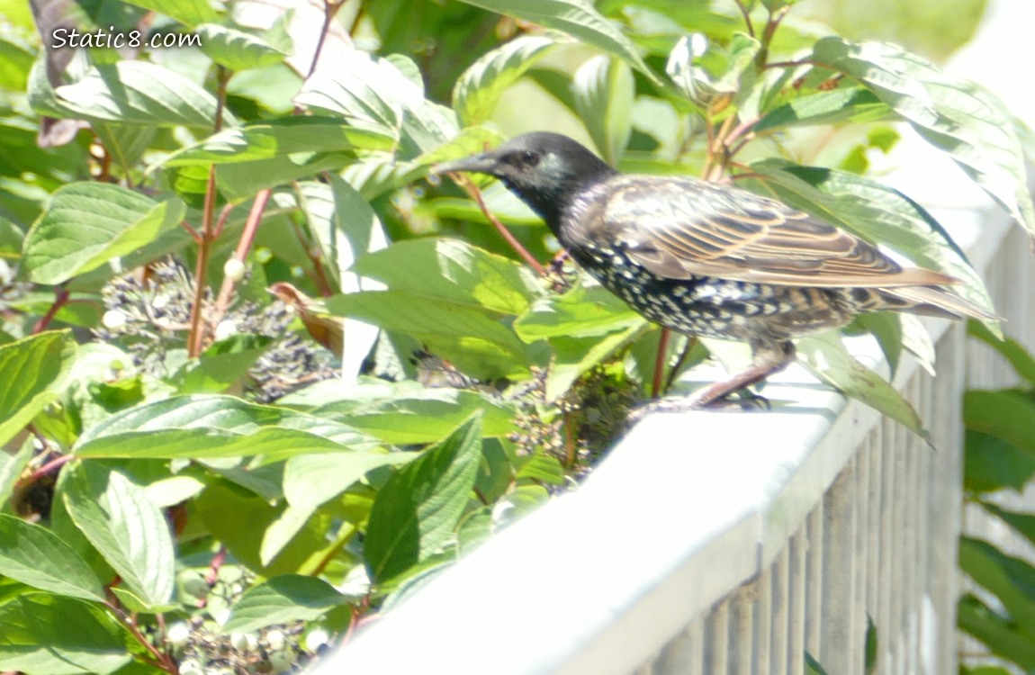 Starling standing on a railing next to a dogwood tree with berries