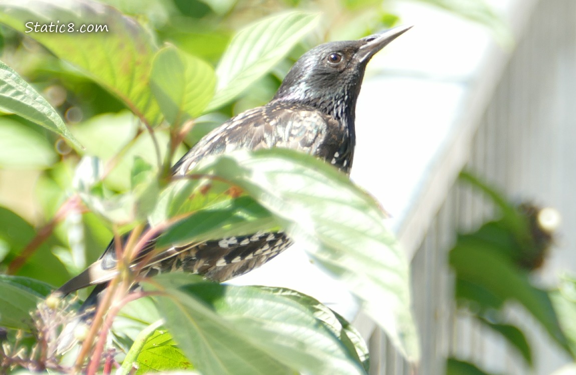 Starling standing on a railing next to a dogwood tree with berries