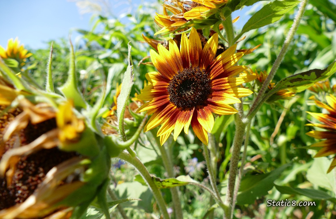 Sunflower blooms 