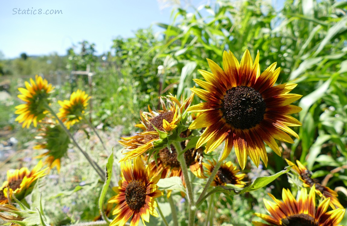 Sunflower blooms in a gardegn
