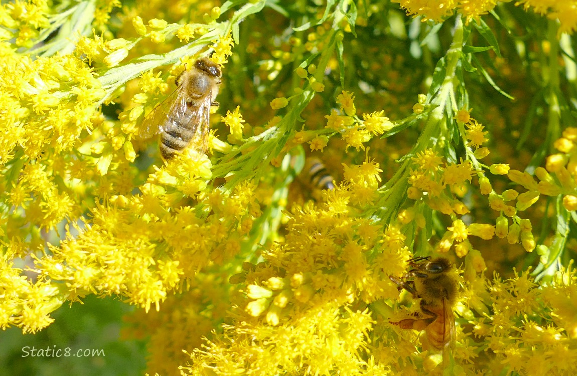 Honey Bees on Goldenrod blooms