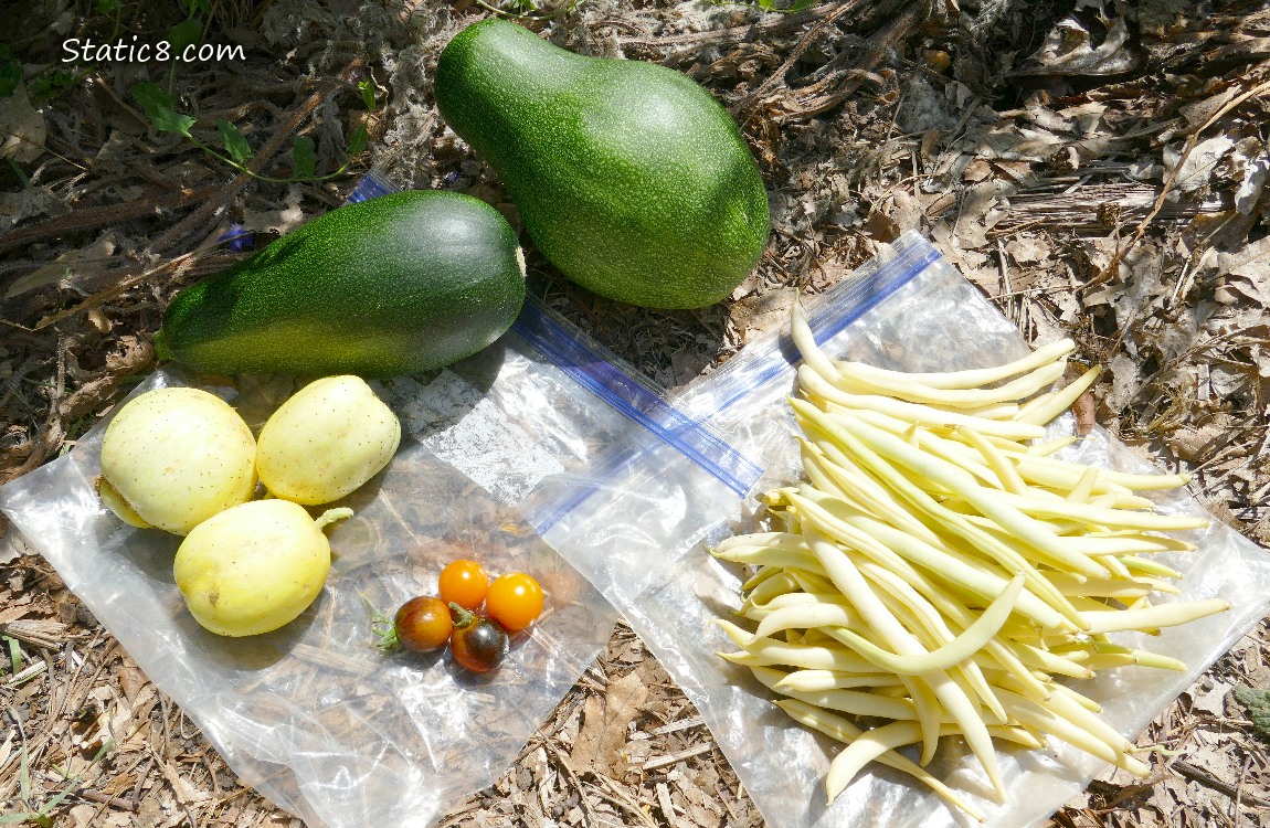 Harvested Veggies laying on ziplocks on the ground