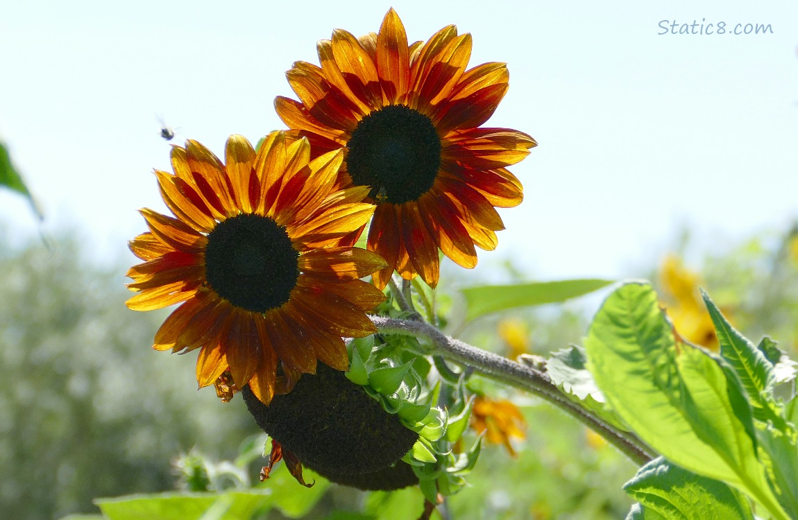 Red Sunflowers with a bee flying nearby, blue sky