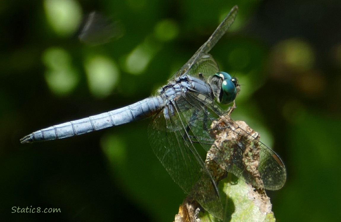 Blue Dragonfly standing on a twig