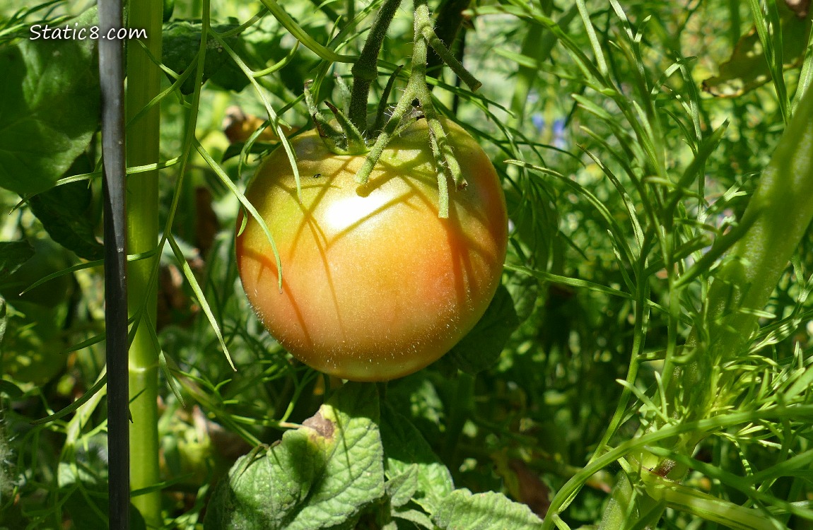 Tomato ripening on the plant