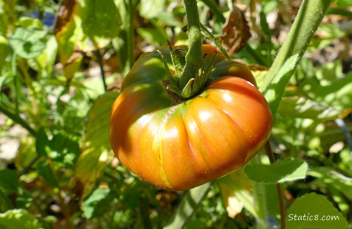 Tomato ripening on the plant
