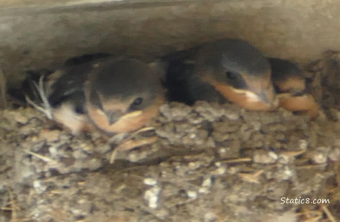 Three Barn Swallow babies in the nest