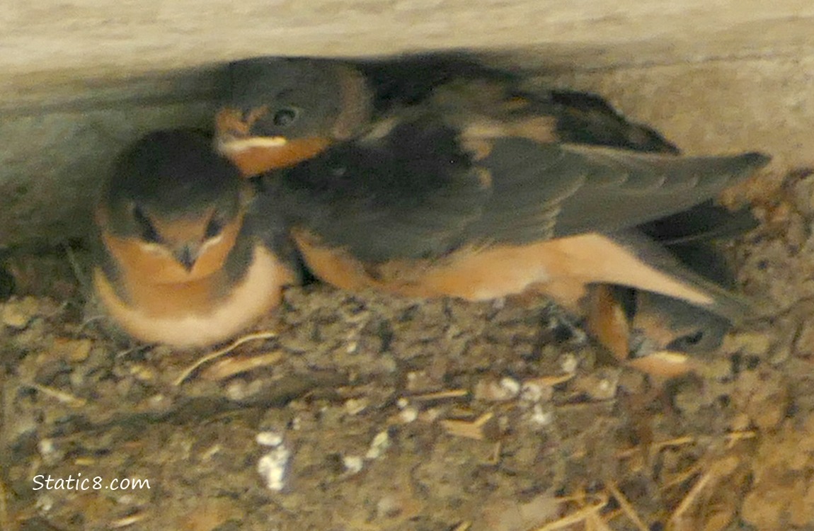Three Barn Swallow babies in the nest