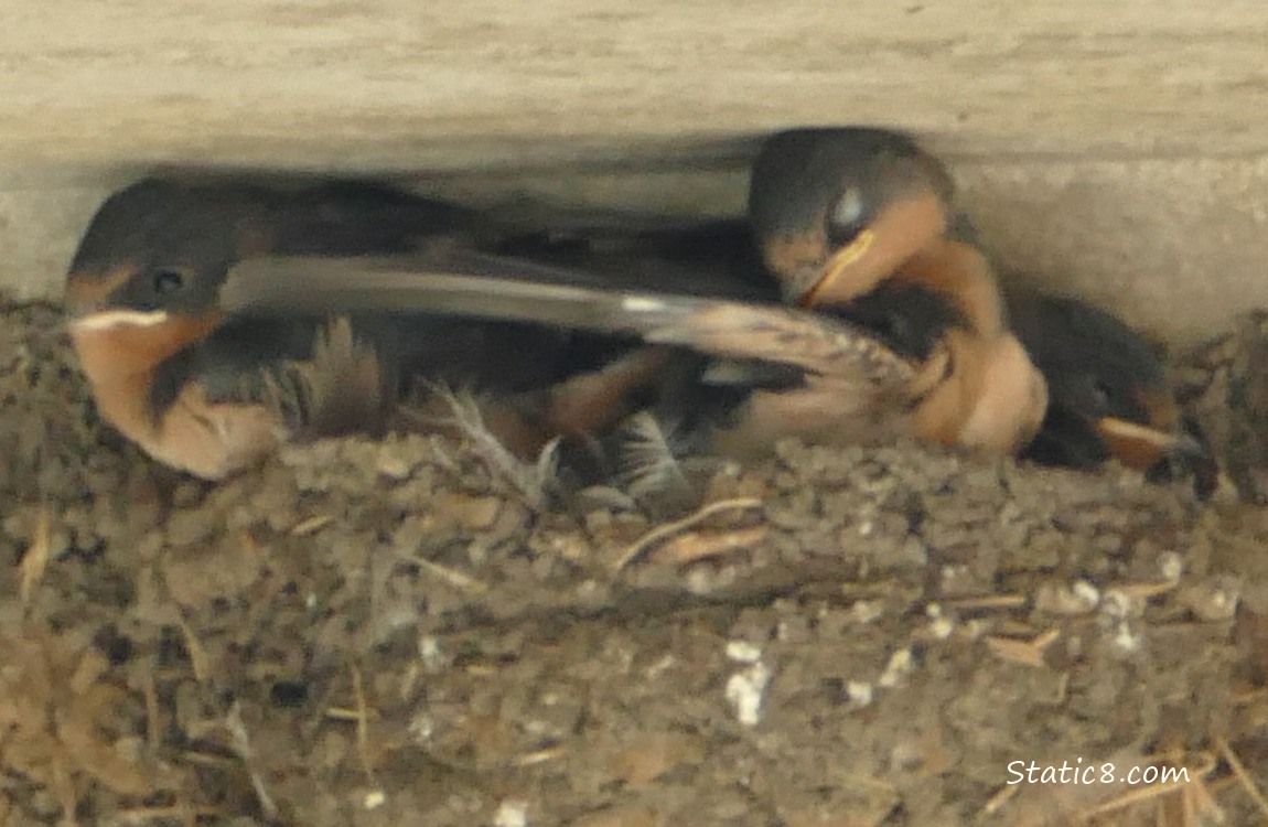 Three Barn Swallow babies in the nest, middle one is preening