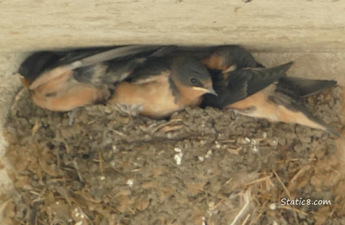 Three Barn Swallow babies in the nest, moving around