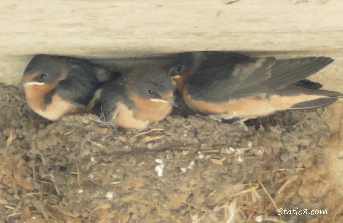 Three Barn Swallow babies in the nest