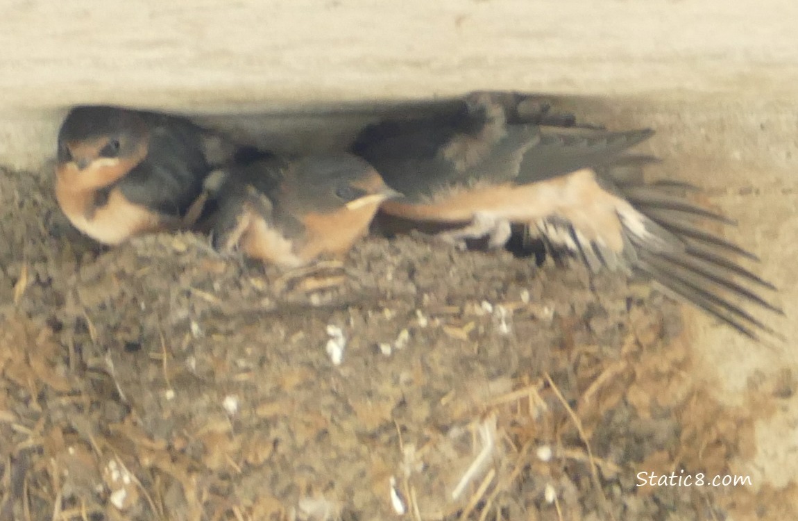 Three Barn Swallow Babies in the nest, one stretching their wing