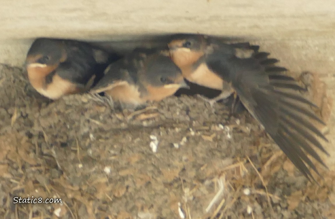 Three Barn Swallow Babies in the nest, one stretching their wing